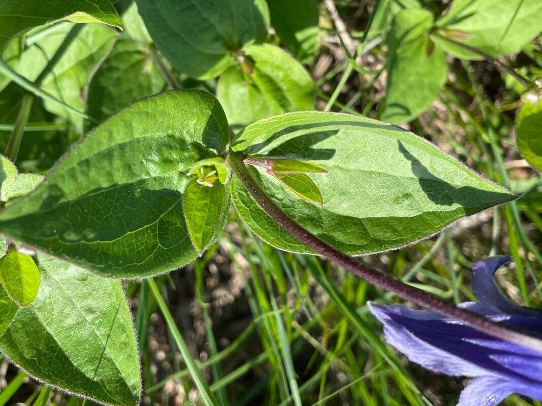 Einfache Clematis 20