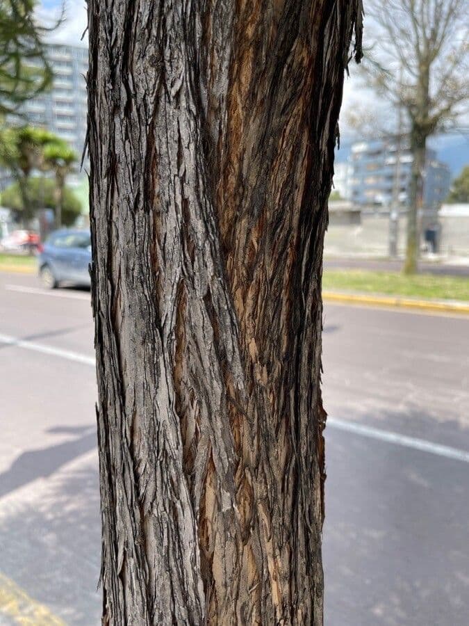 Melaleuca armillaris 22
