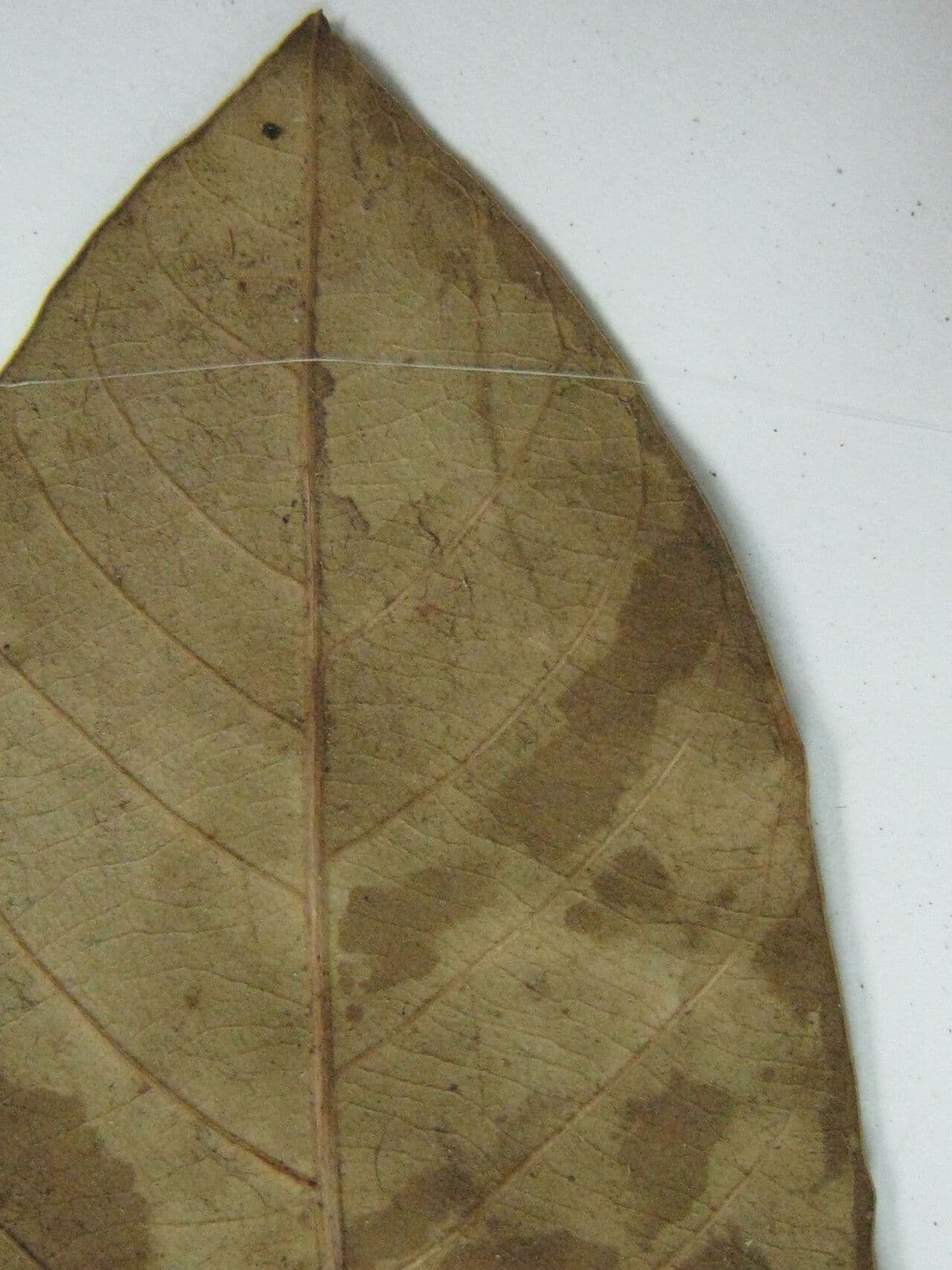 Traubige Caraipa 5