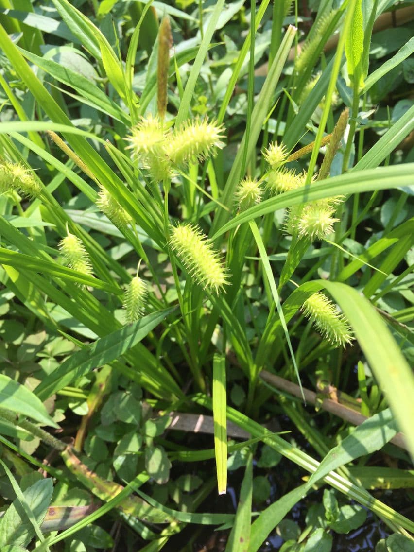 Igel-Segge 15