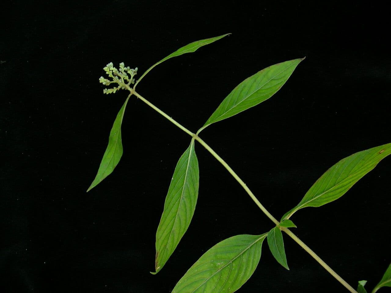 Knoxia 4