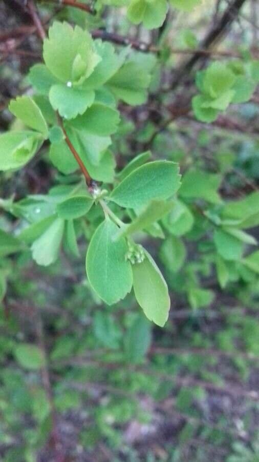 Spirea trilobata 28