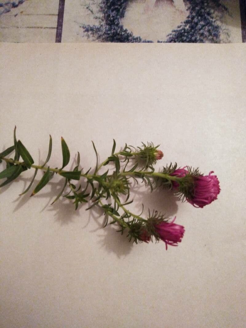 Raublatt-Aster 2