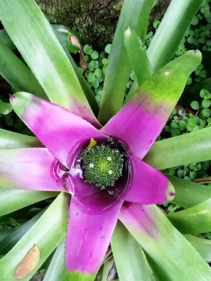 Neoregelia 8