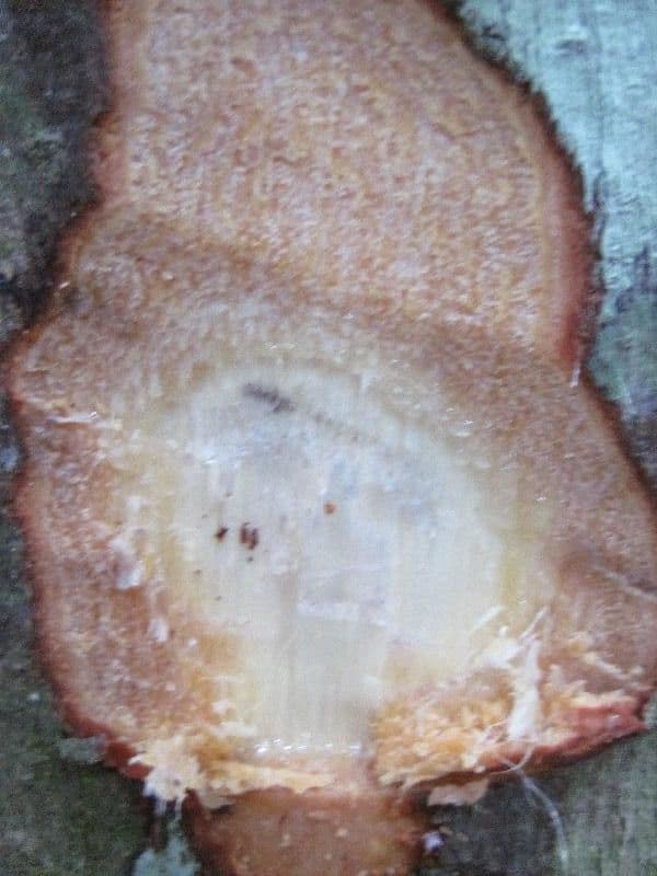 Trattinnickia 10