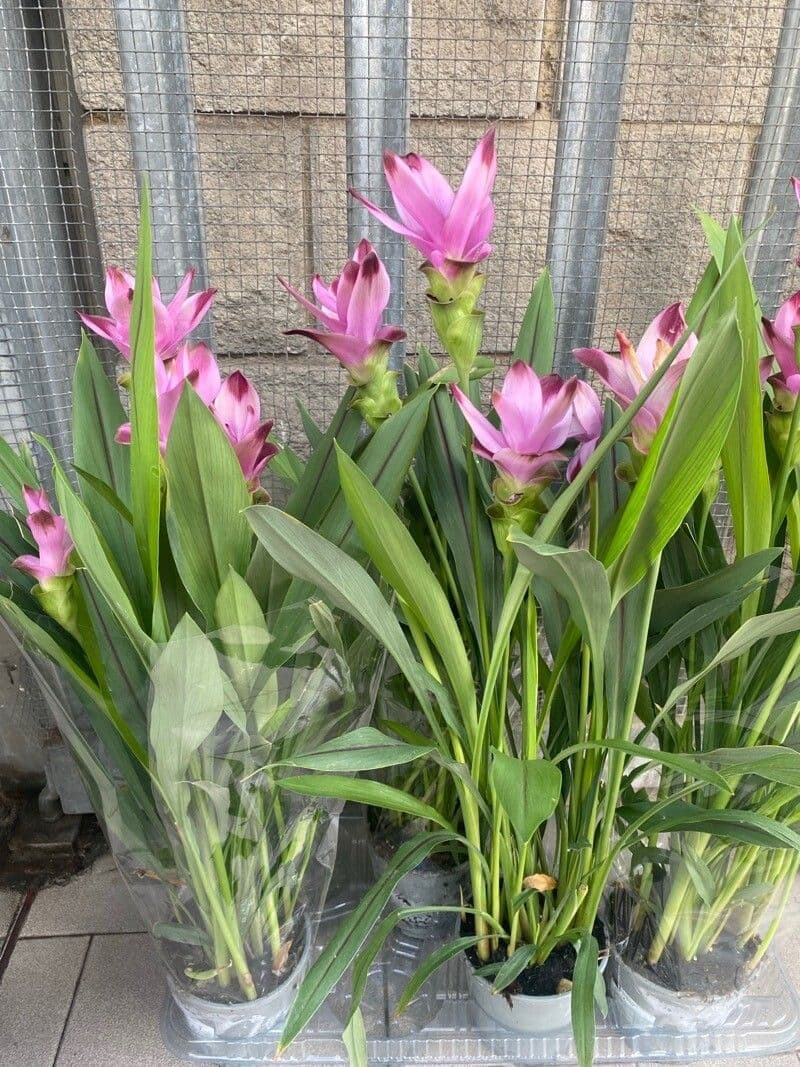 Siam-Tulpe 7