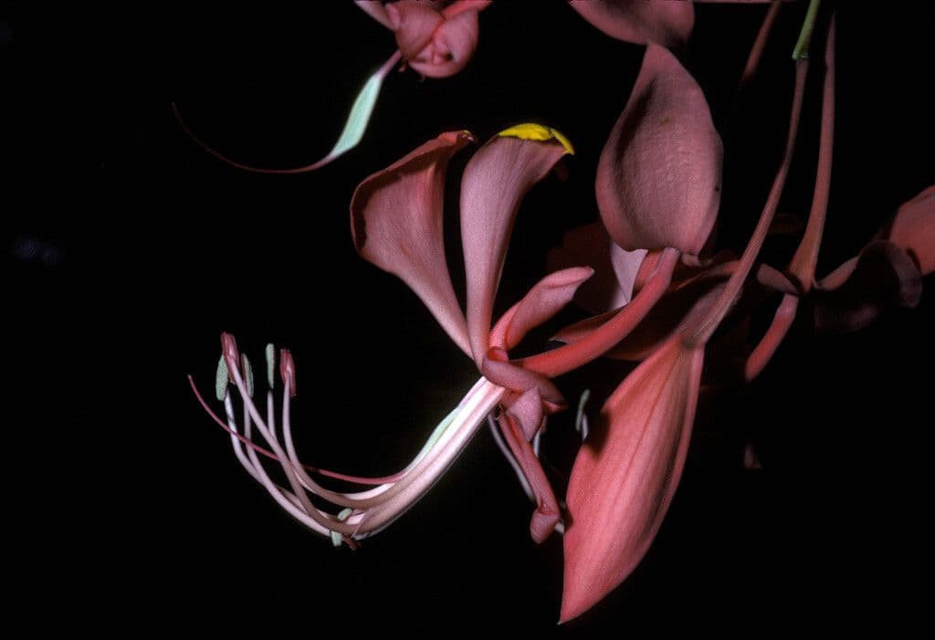 Amherstia 3