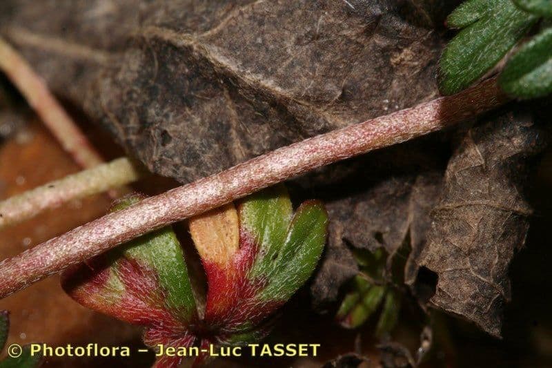 Géranium colombin 22