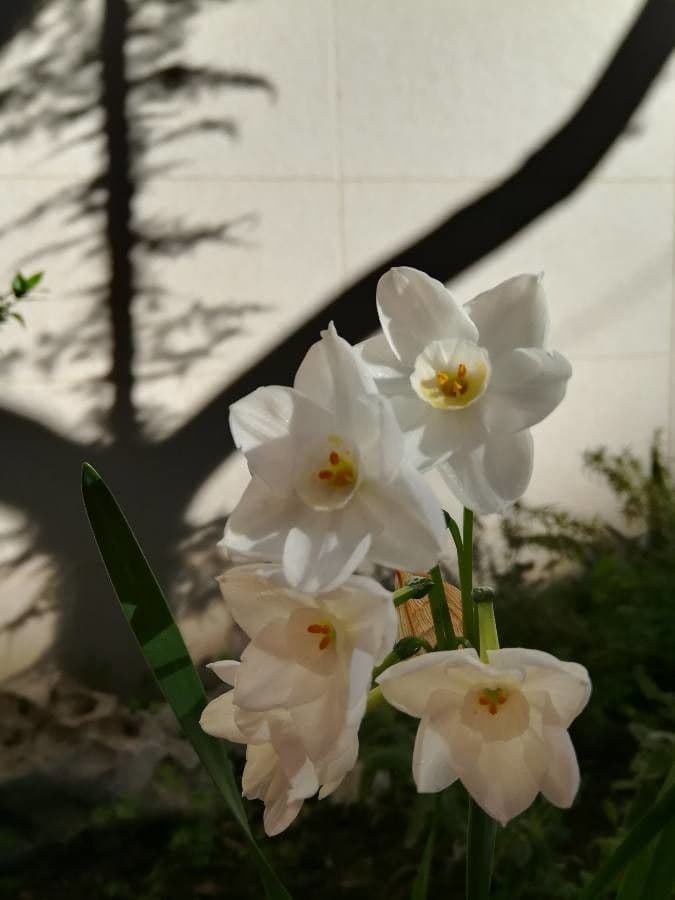 Papierweißes Osterglöckchen 6