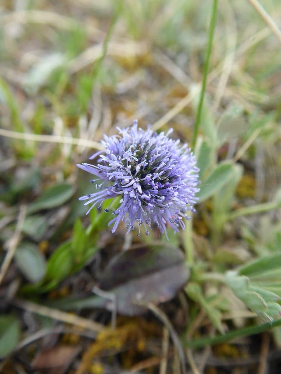 Gewöhnliche Kugelblume 2