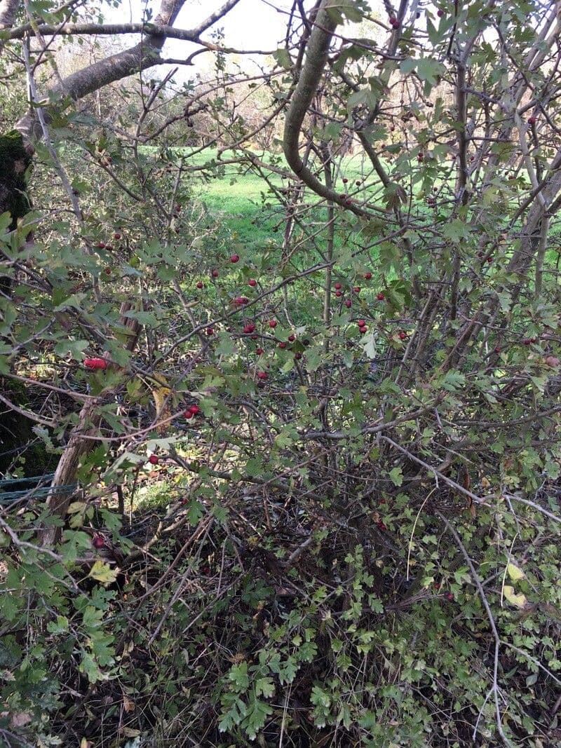 Azzarola 15