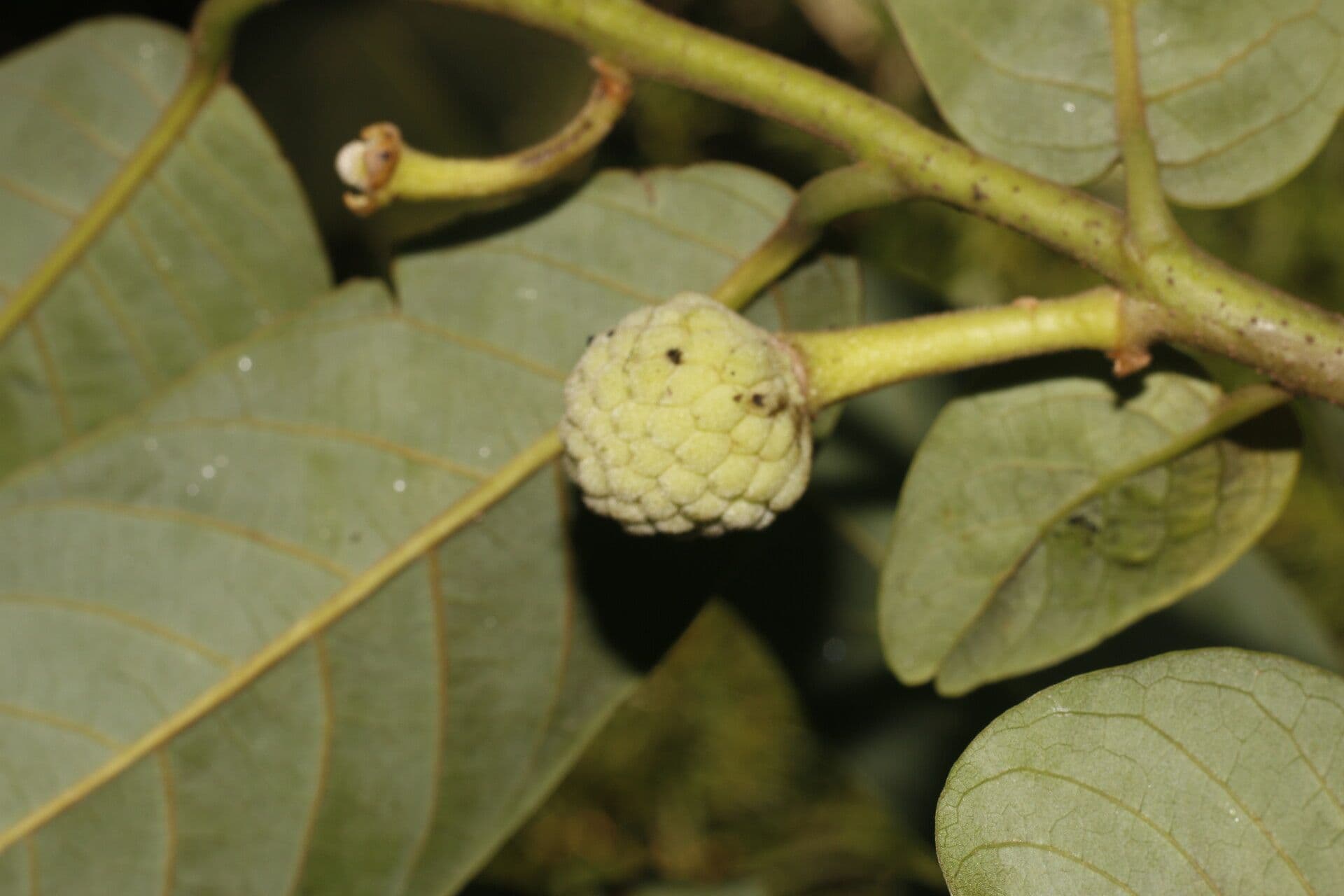 Annona 2