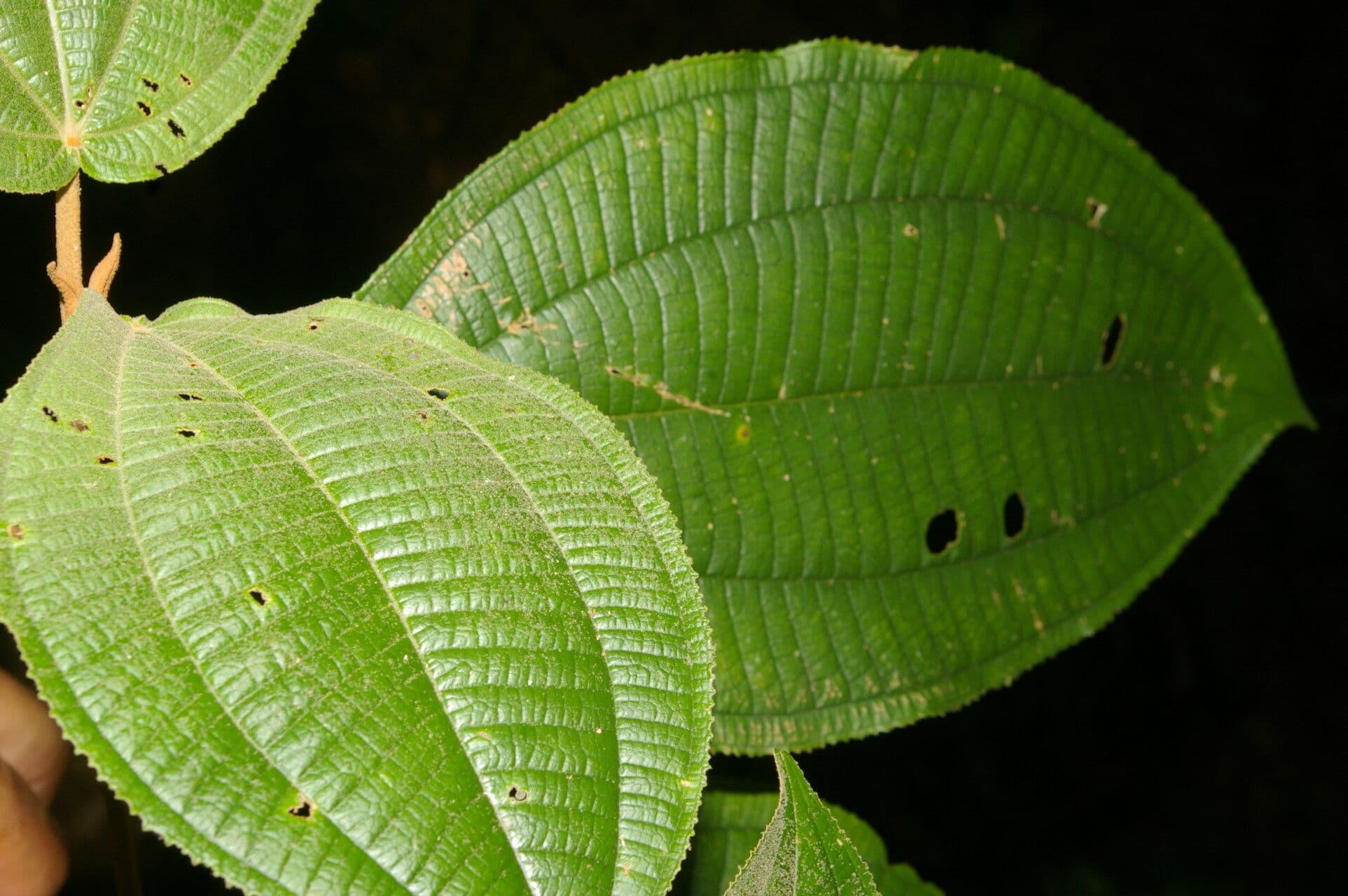 Miconia bubalina 12