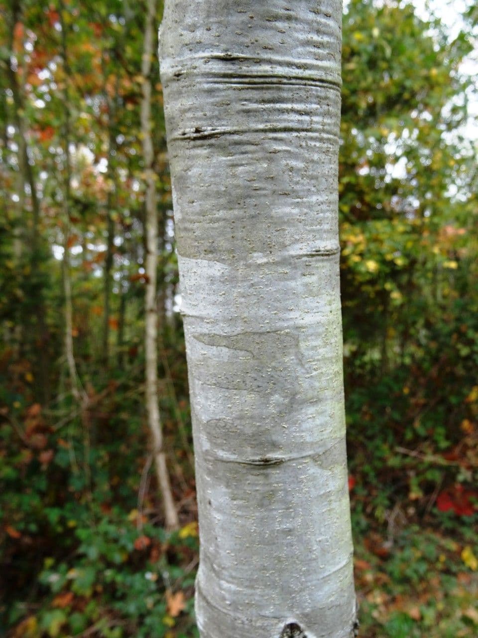 Canbys Eiche 8