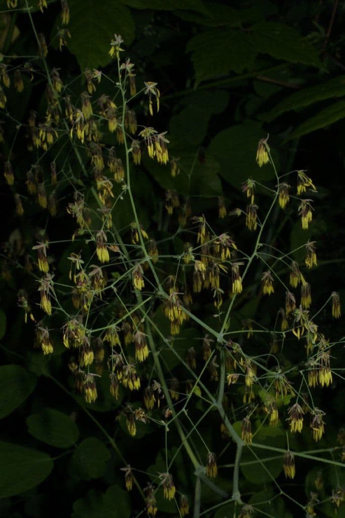 Procibola 6