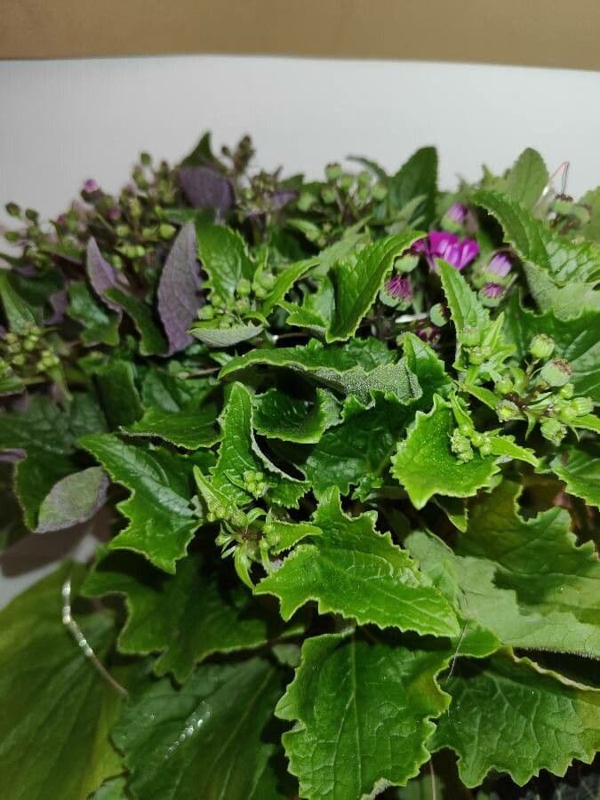 Pericallis 11