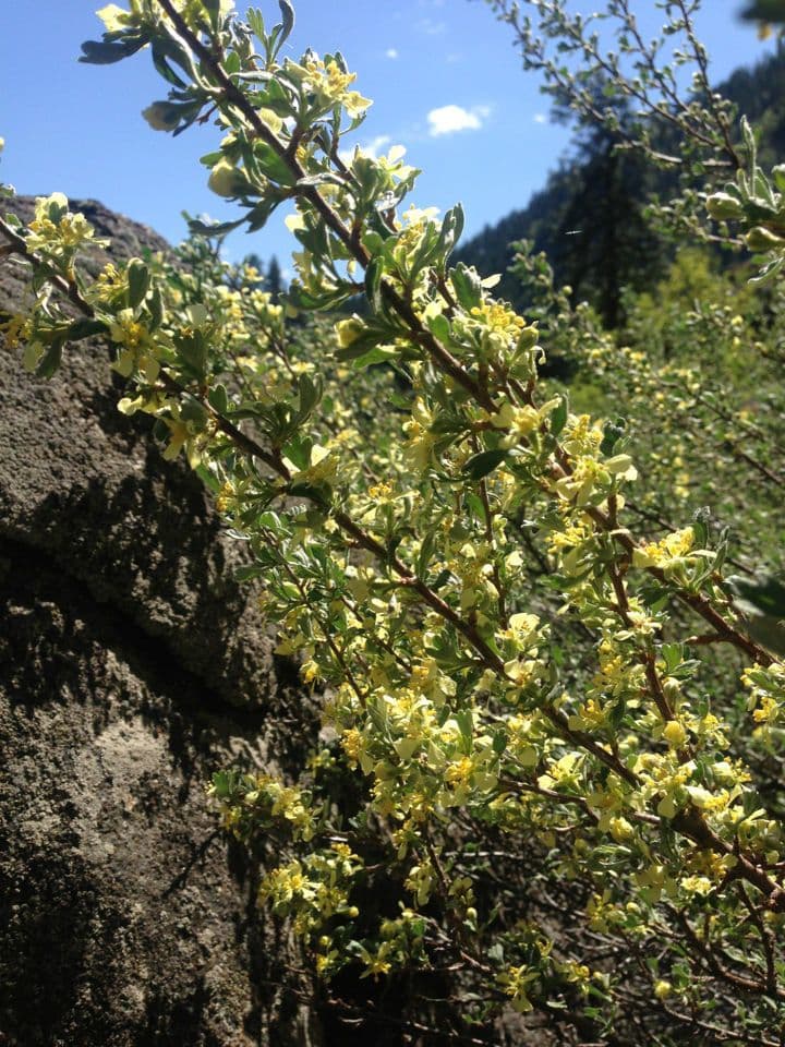 Purshia tridentata 13