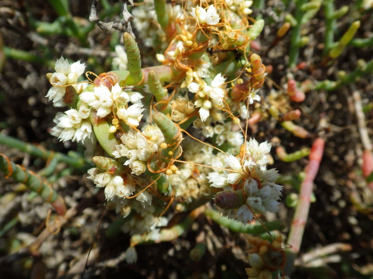 Cuscuta delle saline 2