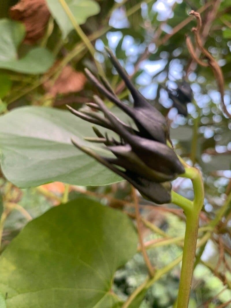 Prunkwinde