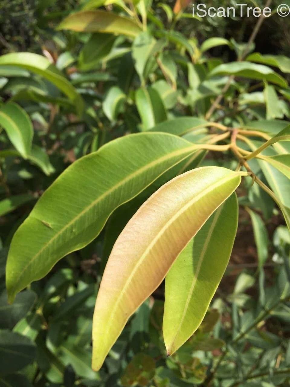 Syzygium guineense 10