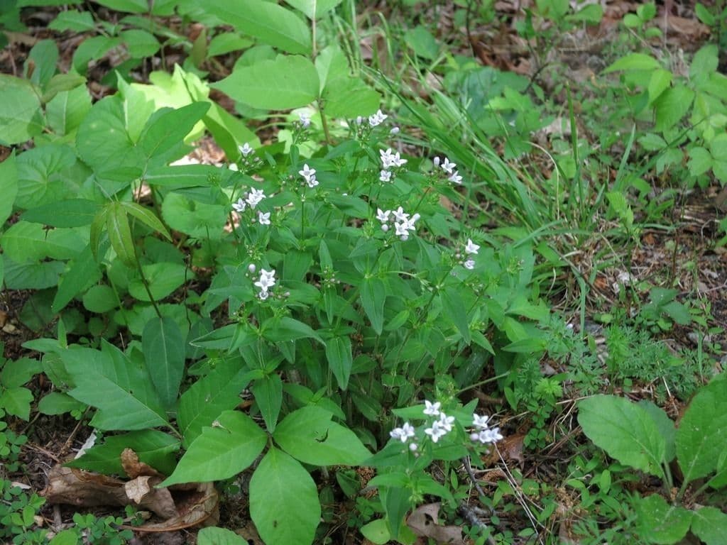 Houstonia purpurea 9