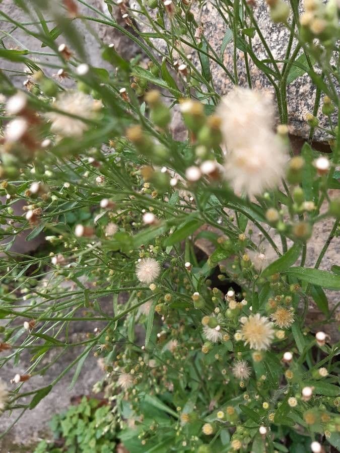 Erigeron floribundo 9