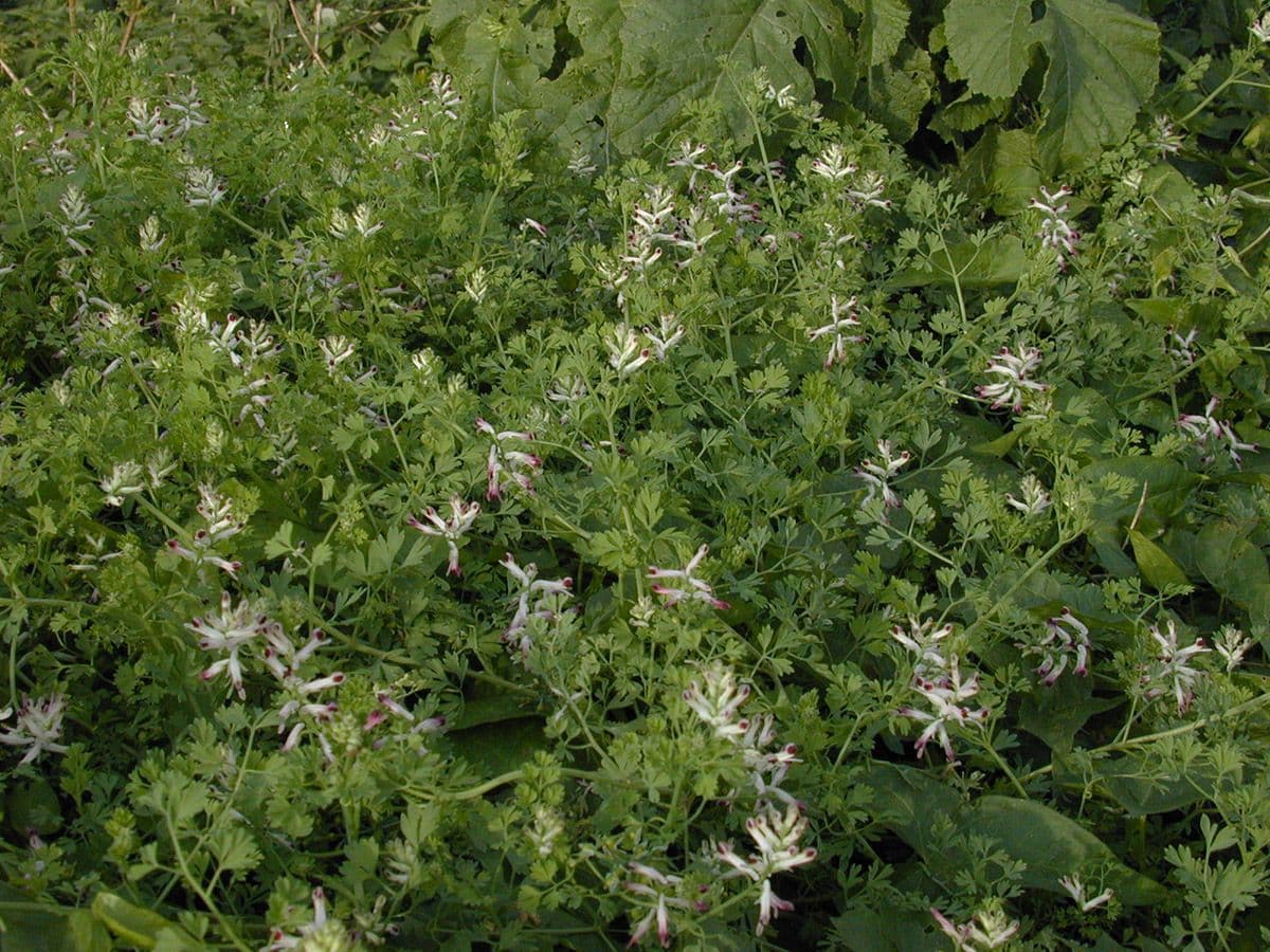 Fumaria occidentale 5