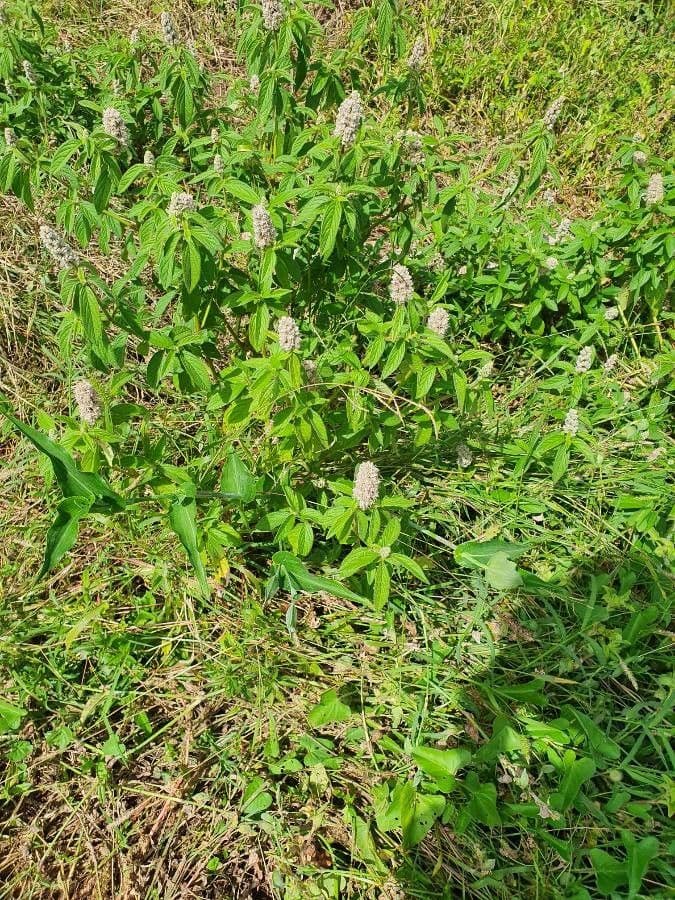 Cyathula 3