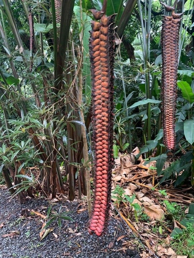Heliconia