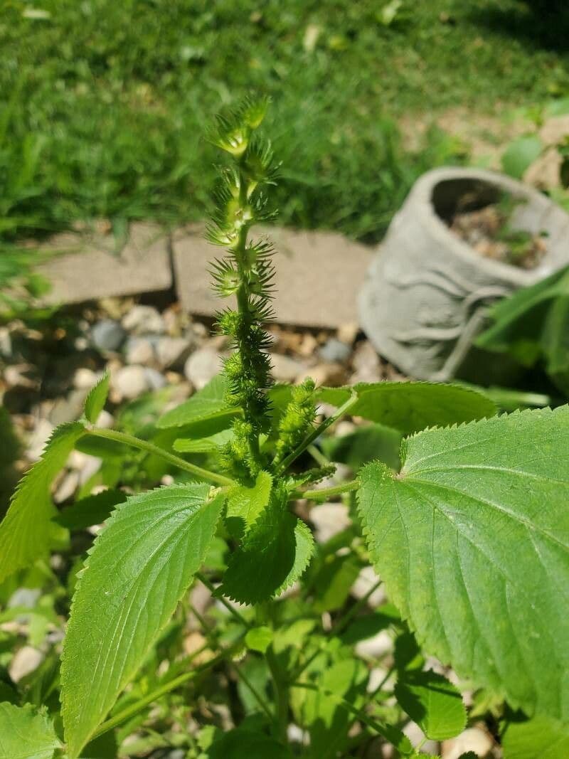 Acalifa setosa 4
