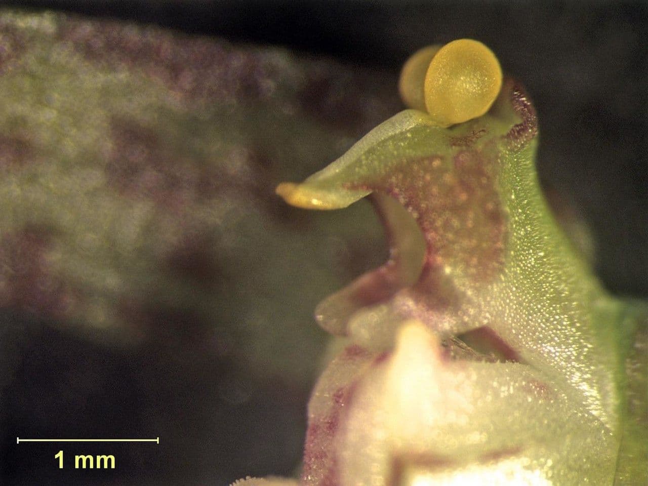 Leochilus 16