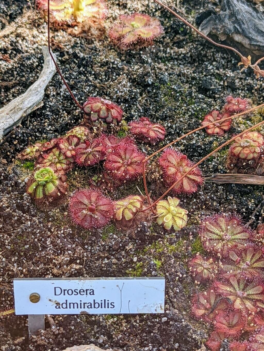 Drosera