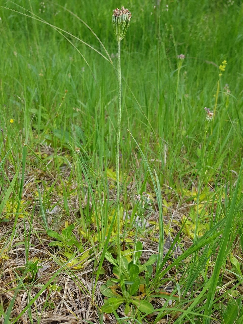 Primula farinosa