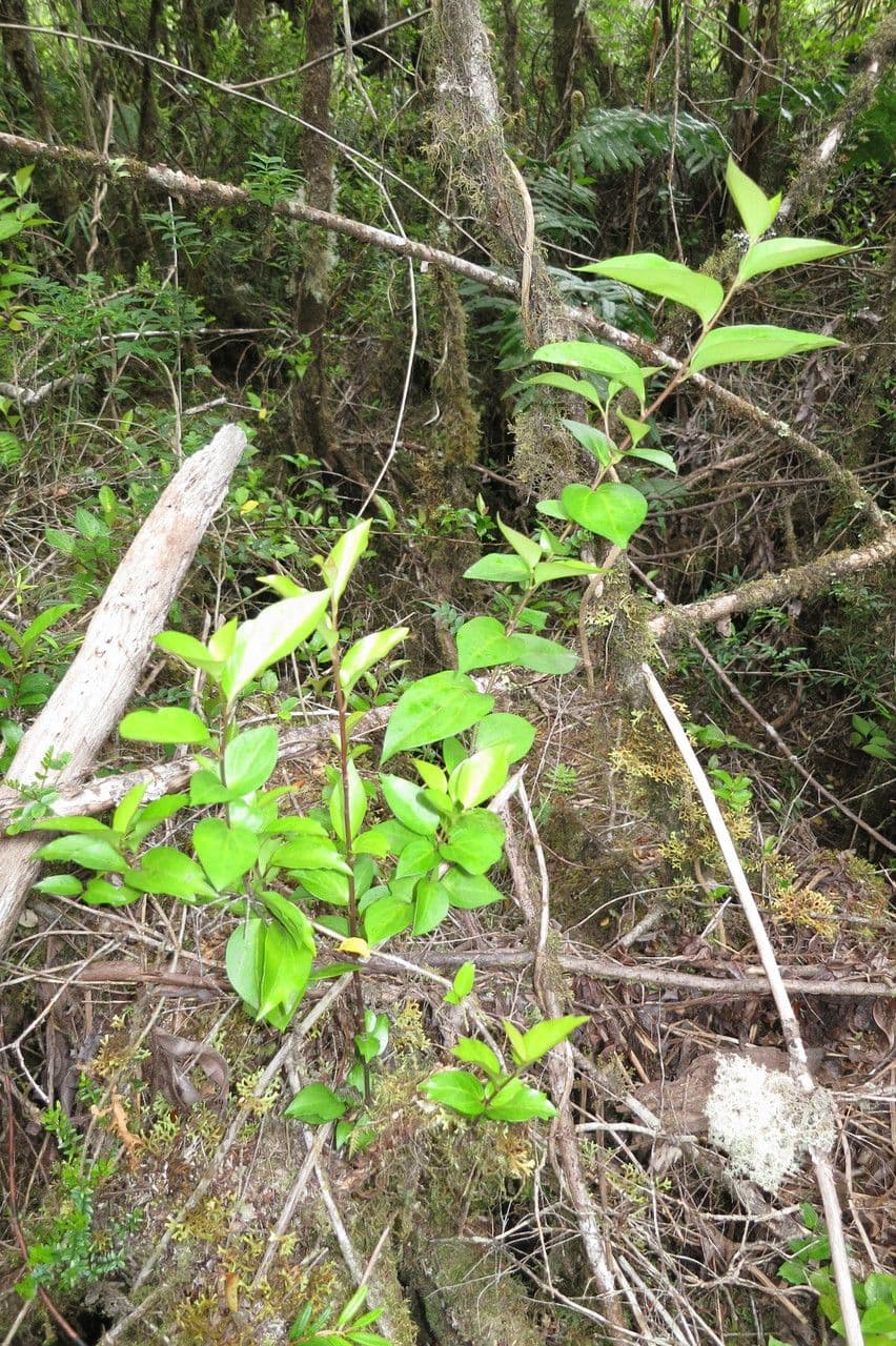 Griselinia 20