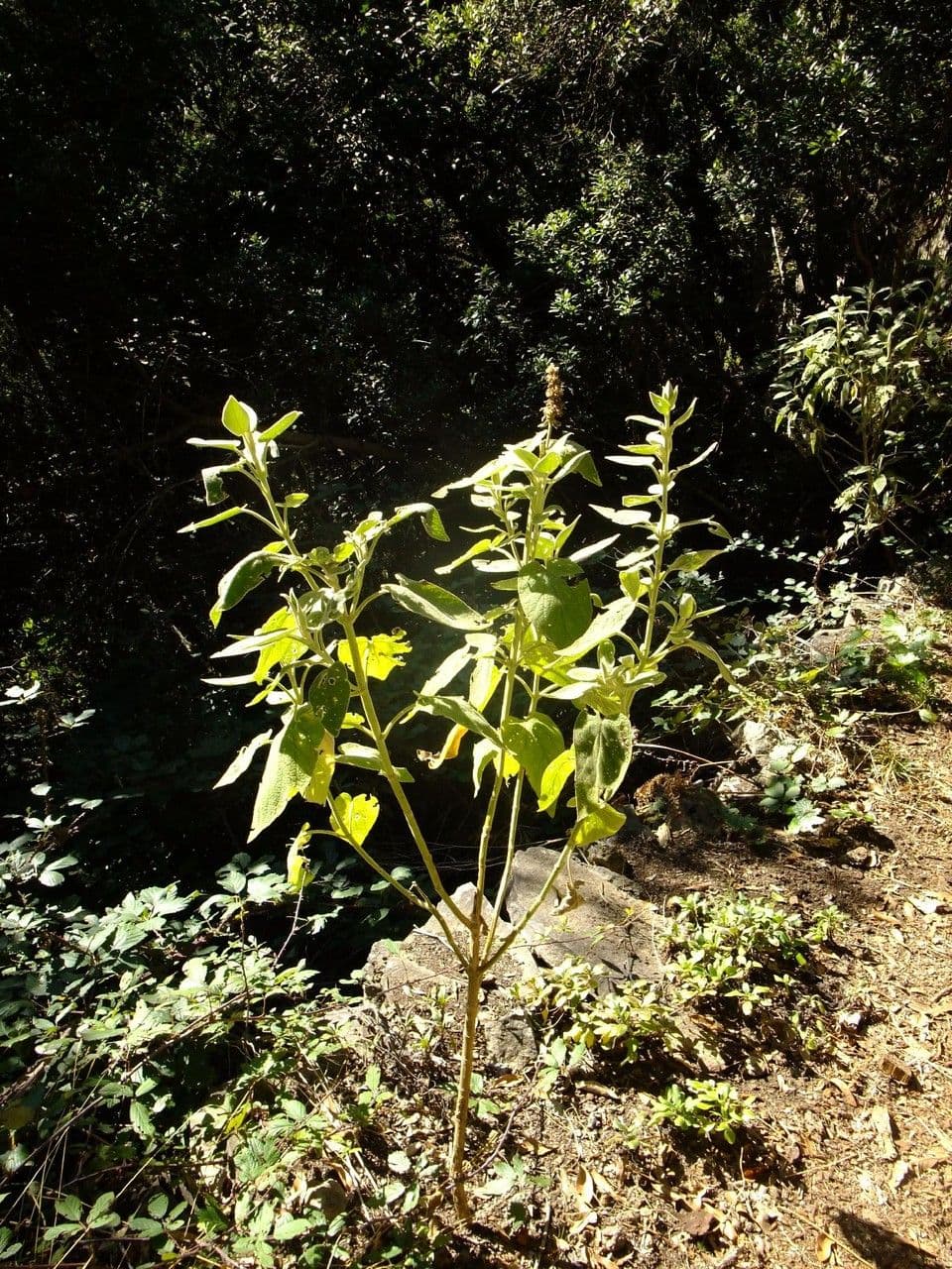 Sideritis 11