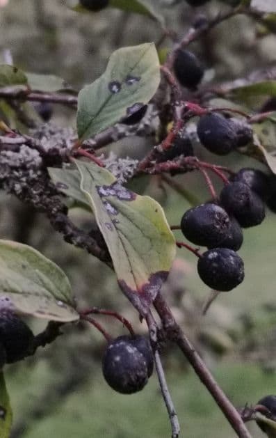 Cotoneaster di Pechino 2