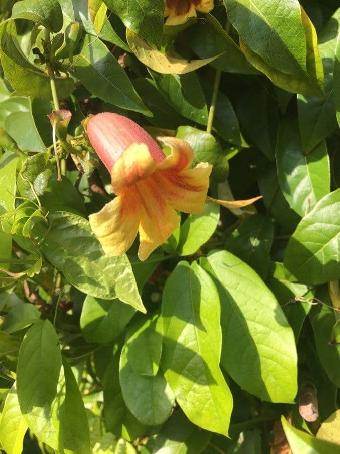 Bignonia 4