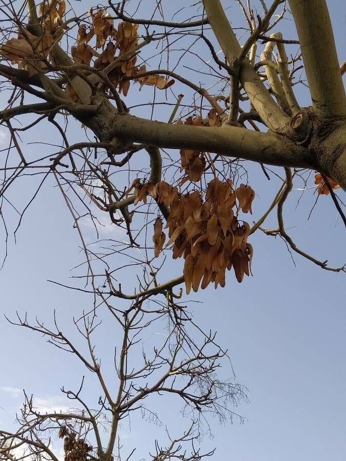 Chinesischer Flaschenbaum 2