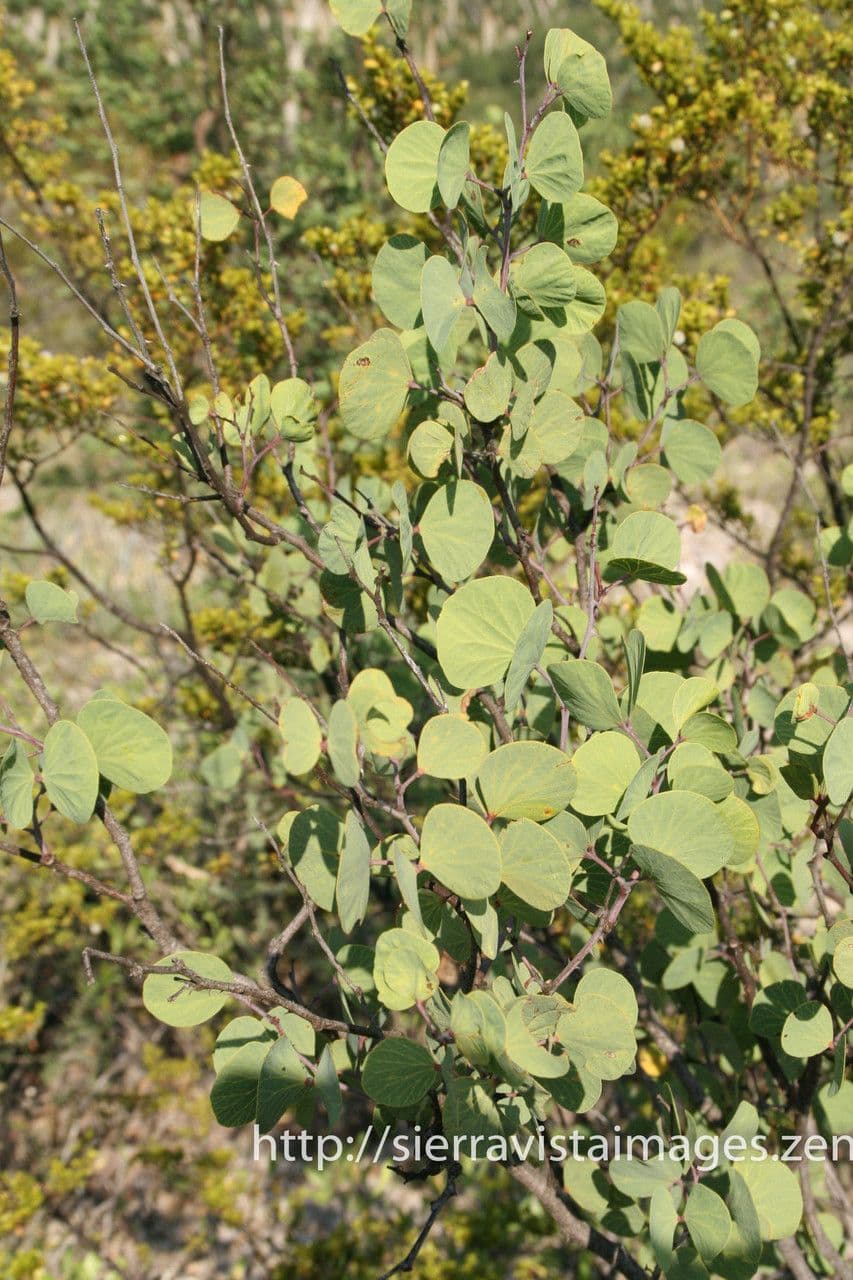 Bauhinia 6