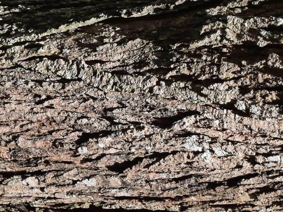 Platymiscium 9