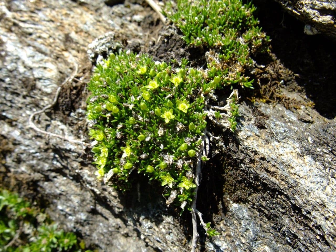 Minuartia sedoide 10