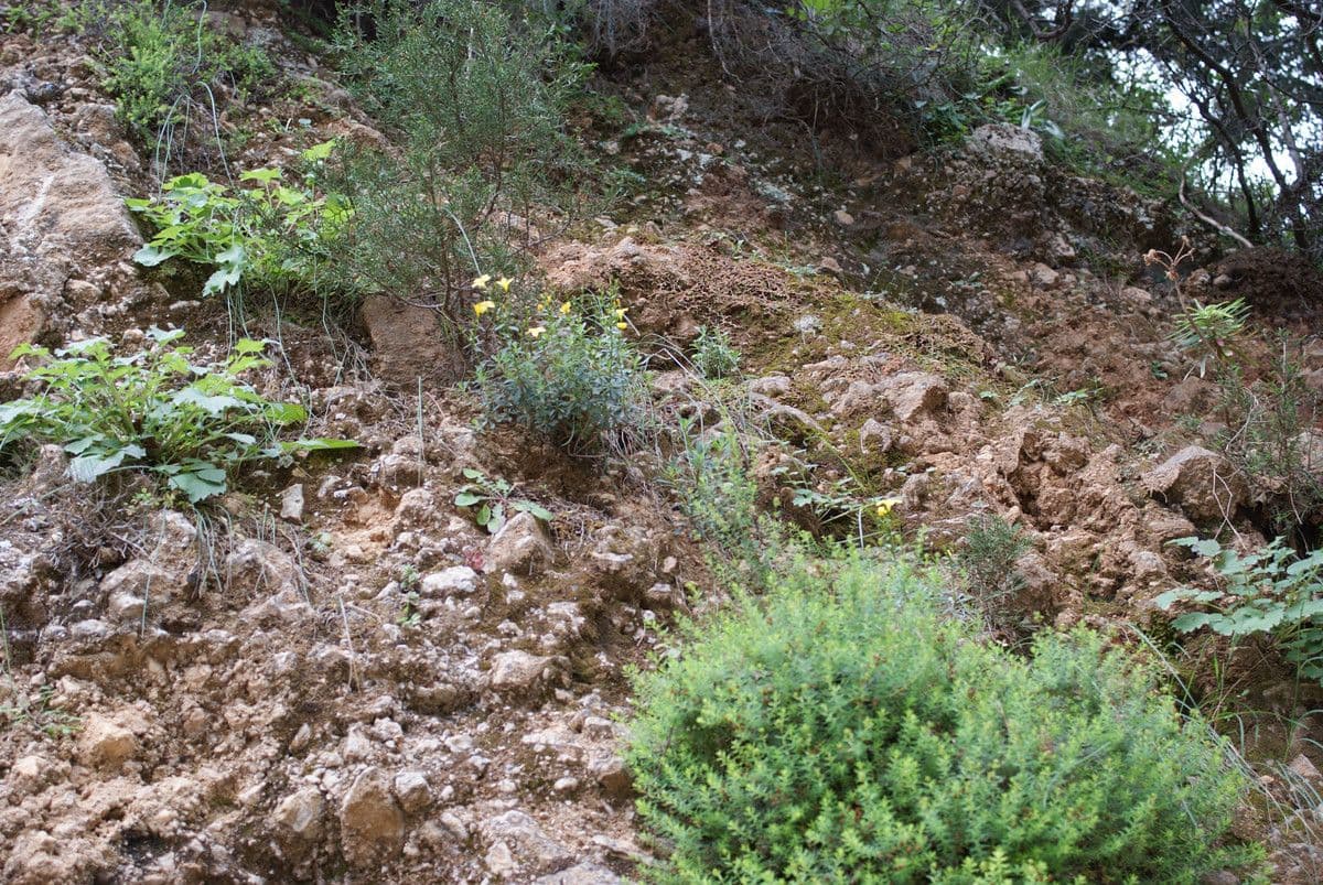 Lino arboreo 4