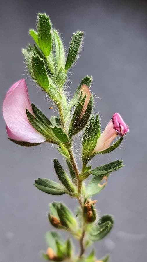 Ononide spinosa 8