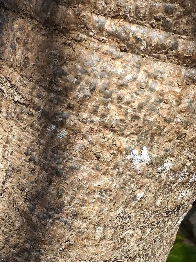 Algodoncillo blanco 23