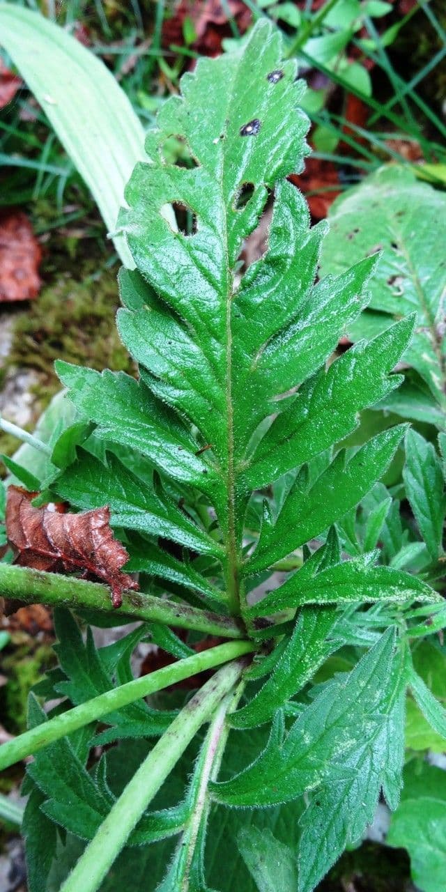 Vedovina cinerea 16