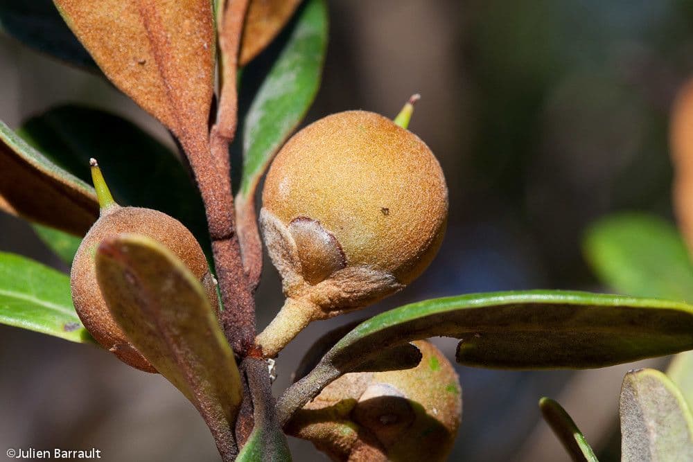 Planchonella