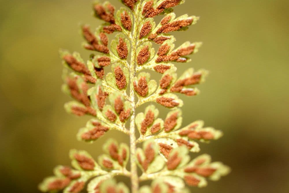 Asplenium 3
