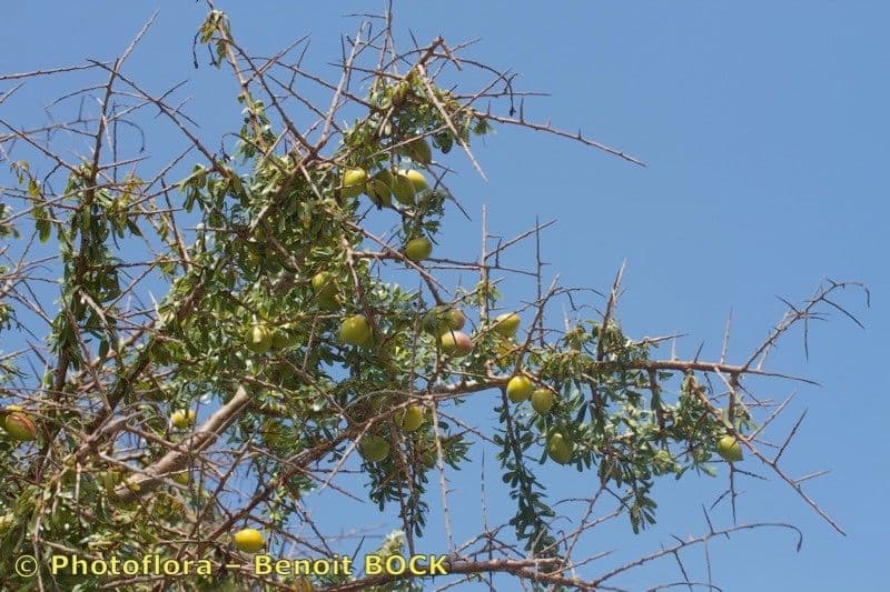 Argan 25