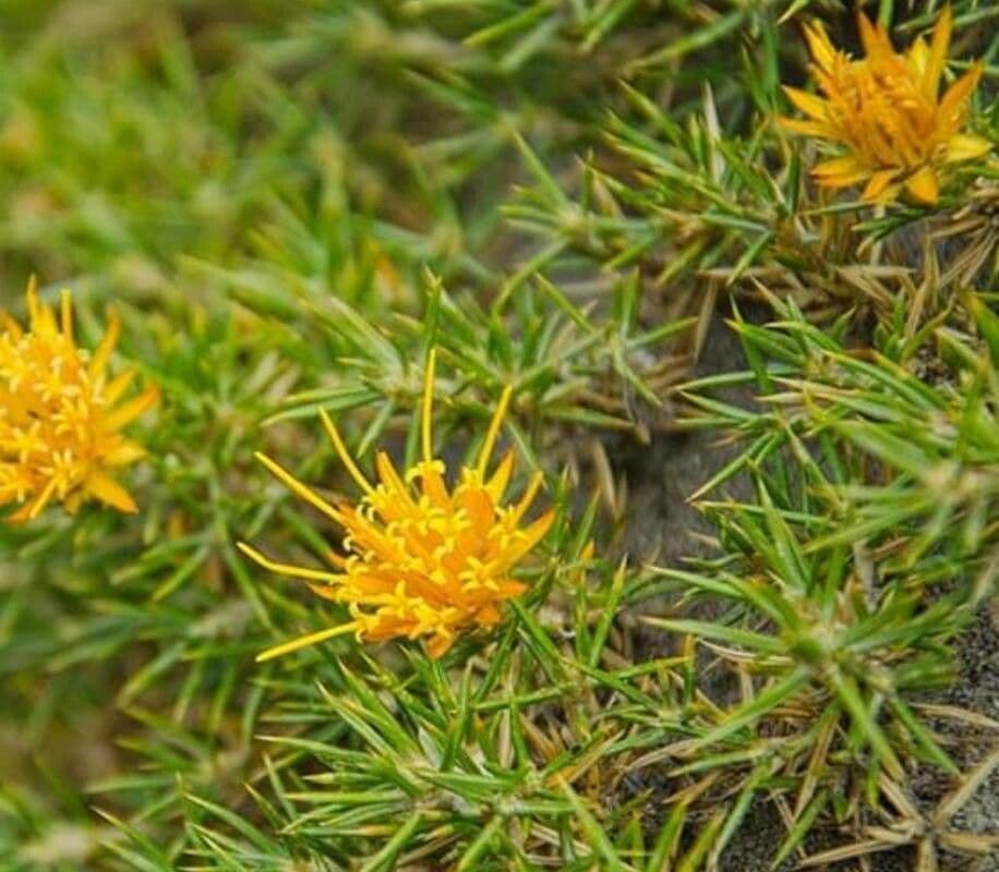 Chuquiraga 3