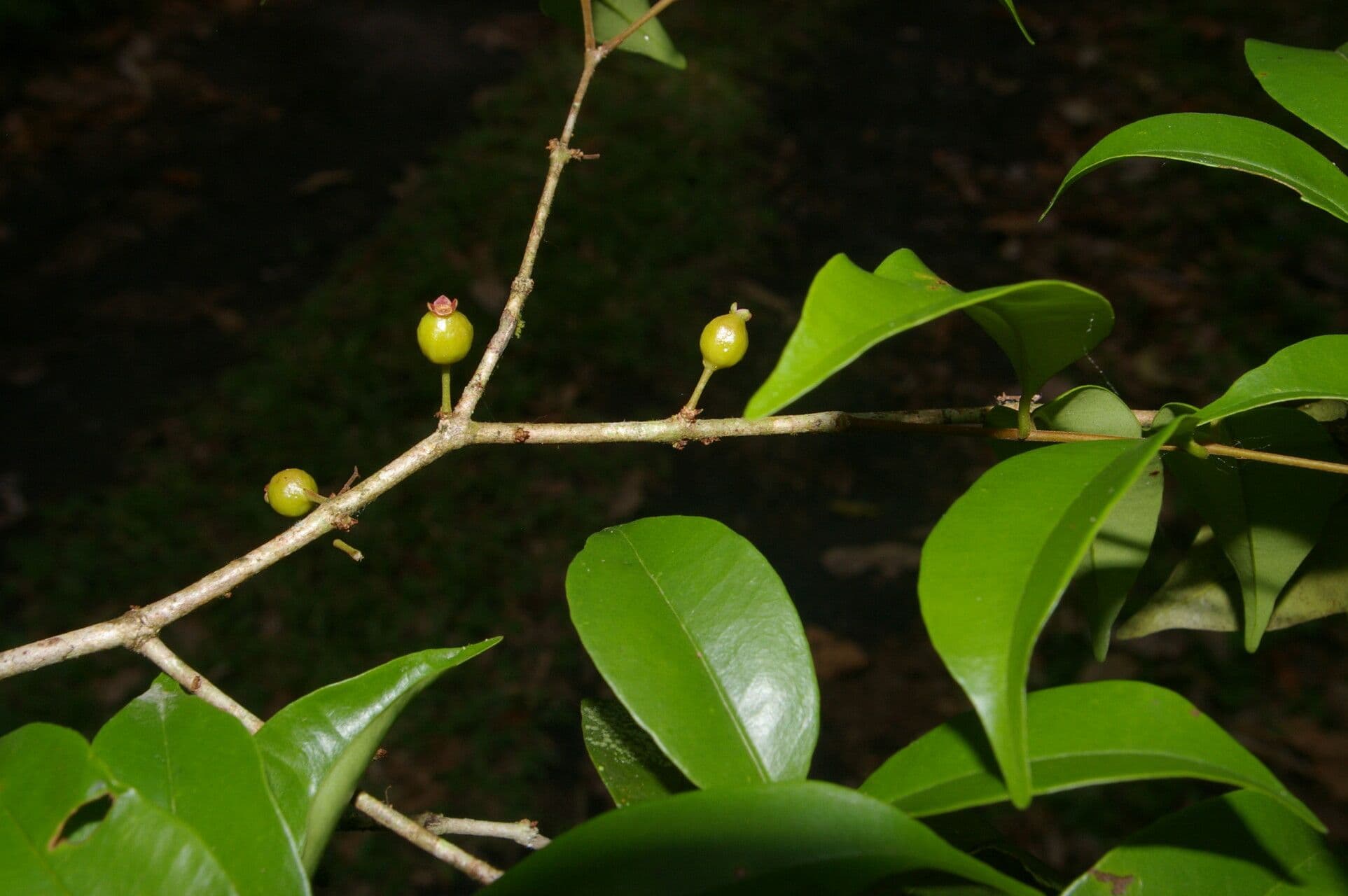 Eugenia costaricensis 5